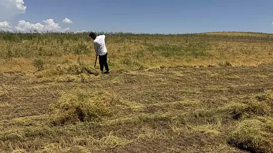 Siirt'te Mercimek Hasadı Başladı: Garzan Ovası'nda Verim Yüzleri Güldürüyor