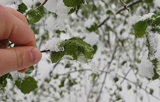 Siirt Dahil 44 İlde Sarı Kodlu Alarm: Meteoroloji'den Kuvvetli Yağış ve Zirai Don Uyarısı