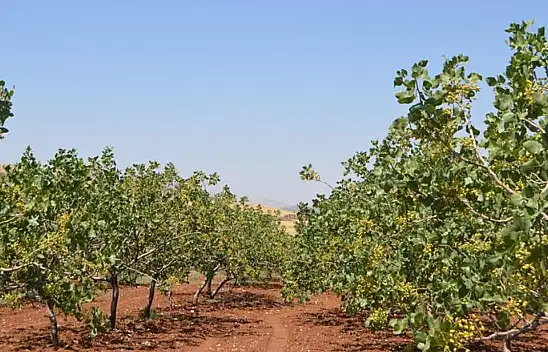 Siirt'te fıstık üreticilerine kritik uyarı