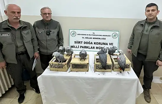 Siirt'te Kaçak Gri Afrika Papağanı Operasyonu: 8 Papağan Ele Geçirildi