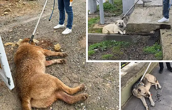 Siirt'te Sahipsiz Hayvan Çalışmaları: ''Dışarıdan Hayvan Bırakılıyor'' İddiası