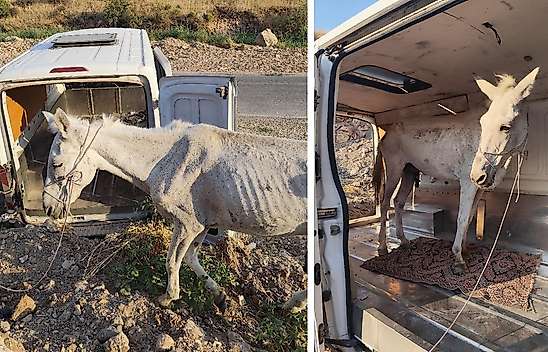 Siirt'te Terk Edilen Atı Kurtaran Mehmet Yüce'den Çağrı: ''Rehabilitasyon Çiftliği Kurulmalı''