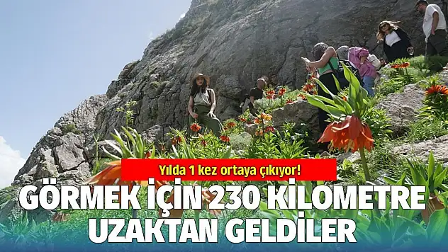 20 Gün Ömrü Olan Çiçeği Görmek İçin Siirt'e Geldiler