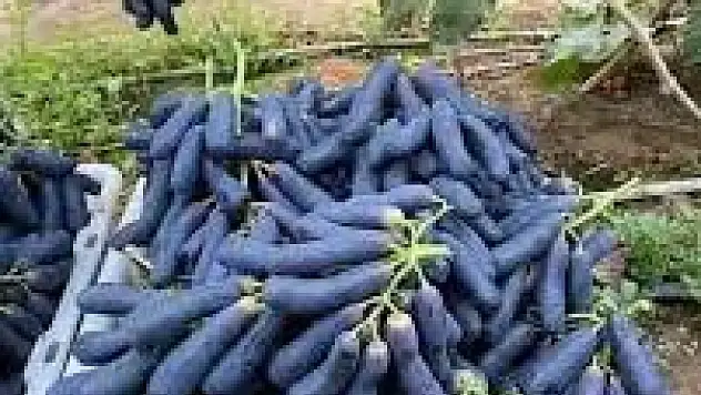 3 Ton Patlıcanı Bedava Dağıttı