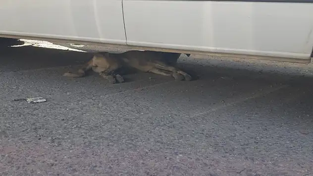 Aracınızı Çalıştırmadan Önce Altını Mutlaka Kontrol Edin!