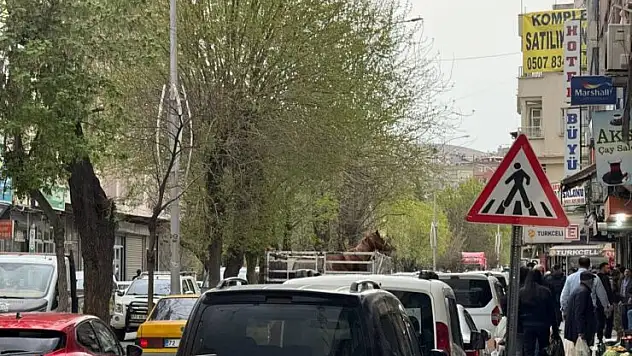 Atların Tehlikeli Yolculuğu!