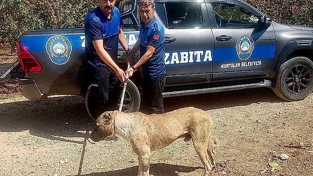 Bakanlık Talimat Verdi! Siirt'te Sokak Hayvanları Denetlenecek