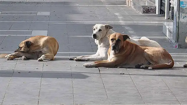 Başıboş Köpek Sorununa Neşter Vurulacak!