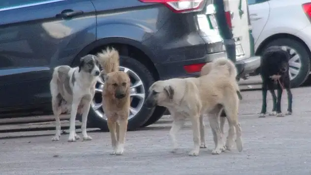 Başıboş Köpeklerle İlgili Taslak Çalışması Meclis'te