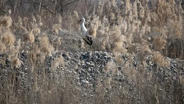Batman–Siirt–Diyarbakır hattında 500'e yakın leylek artık göç etmiyor