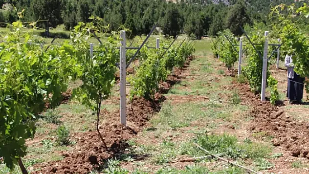 Baykan'ın Kasımlı Köyünde Damla Sulama Sistemi Bağlar