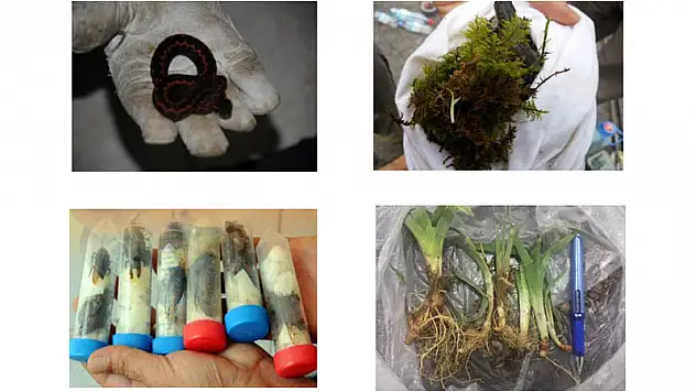 Biyokaçakçılığın Önüne Geçilecek