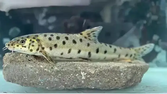 Cizre'de Nesli Tükenmekte Olan Leopar Sazanı Yakalandı