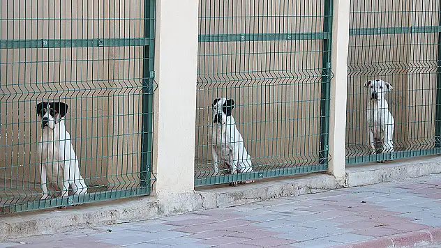 Çocuklara Hayvan Sevgisini Aşılamak İçin