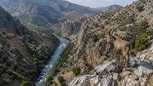 DEM Parti'den Siirt'teki Yaban Keçisi Av İhalesine Tepki: Doğa Satılık Değildir