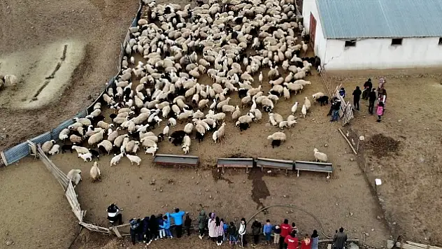 Depremzede çocuklar, koyun ve kuzuların duygusal buluşmasını izledi