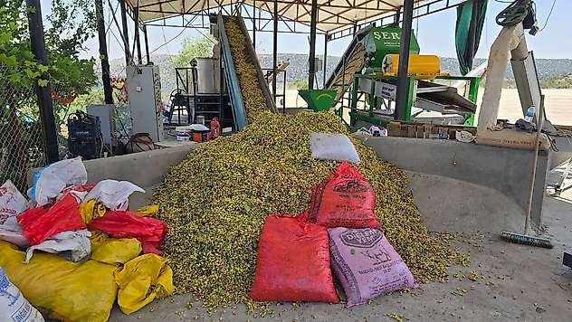 Diyarbakır'da Fıstık Hasadı Başladı: Çermik'te Siirt Fıstığına Rakip Ürün İçin Sezon Açıldı