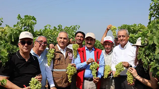 Dünyaca Ünlü Çekirdeksiz Sultani Üzümde Hasat Başladı
