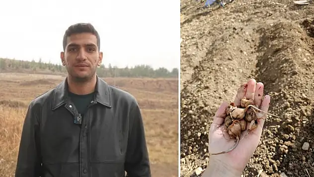 Dünyanın en pahalı baharatı Siirt toprağıyla buluştu