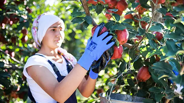Elma ve Elma Suyu İhracatı 321 Milyon Dolara Ulaştı
