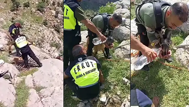 Eruh'ta kayalıklarda mahsur kalan keçileri ERKUT kurtardı