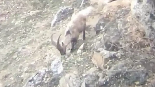 Eruh'ta Kırmızı Listede Bulunan Yaban Hayvanı Beslenirken Görüntülendi