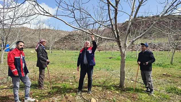 Siirt İlçe Tarım ve Orman İl Müdürlüğü Ekipleri Eruh'ta Ceviz Ağaçlarındaki Kurumayı İnceledi