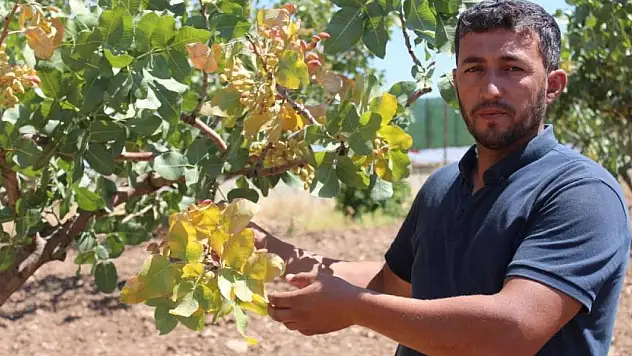 İlimizde Fıstık Rekoltesi  Bu Yıl Düşük Olacak