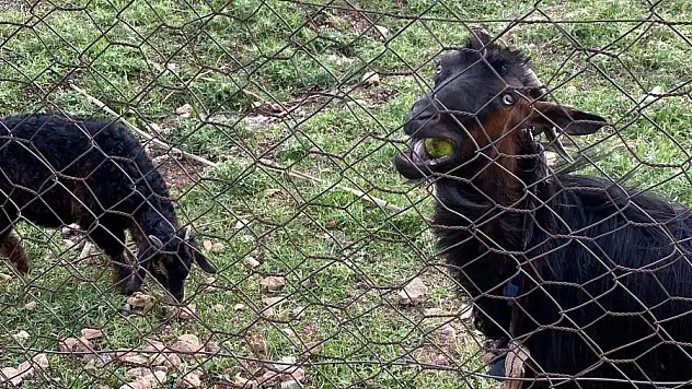 İlimizde Kurban Vekaleti  Türk Diyanet Vakfına Verildi