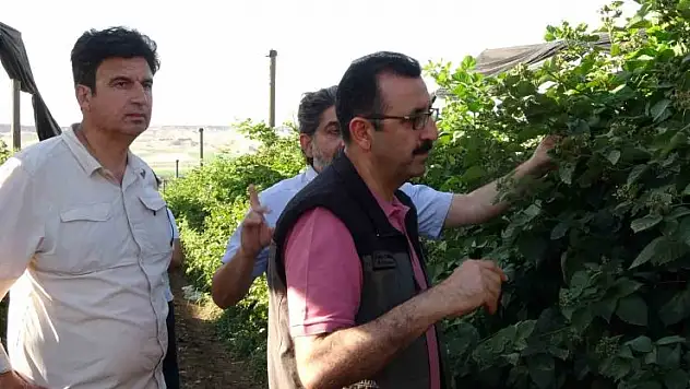 İlimizden 34 Ülkeye Böğürtlen İhraç Ediliyor