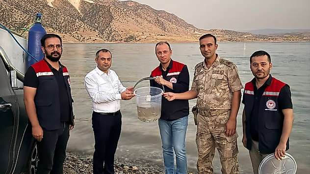 Ilısu Barajı'na 1 Milyon Şabut Balığı Bırakıldı