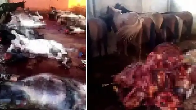 İnsanlara Yedireceklerdi: 14 Eşek, 6 At...