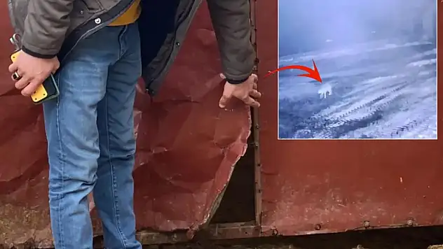 Kars'ta Kurt 200 Koyunu Telef Etti