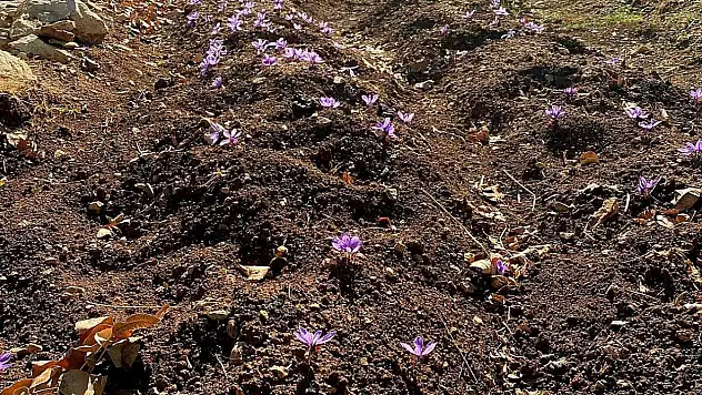 Kilosu 600 Bin TL Olan Üründe Siirt'te İlk Adım: Deneme Ekimi Yapıldı