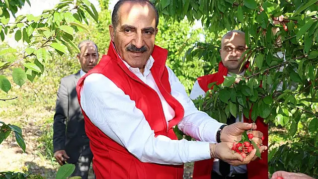 Kiraz İhracatında Hedef 250 Milyon Dolar