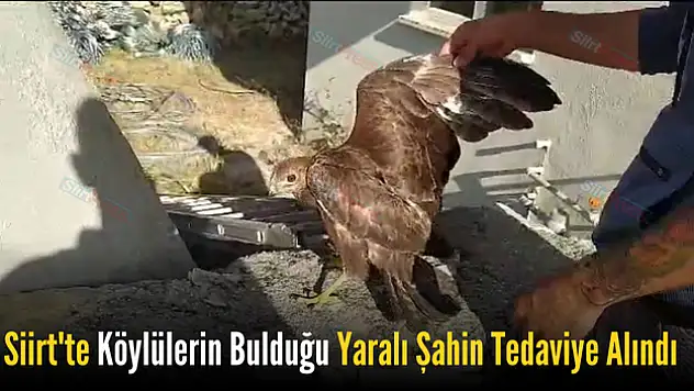 Köylülerin Bulduğu Yaralı Şahin Tedavi Altına Alındı
