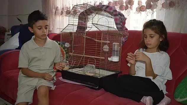 Küçük Kardeşlerden Siirt'e Duygusal Çağrı: 'Lütfen Zeytin'imizi Bulun'