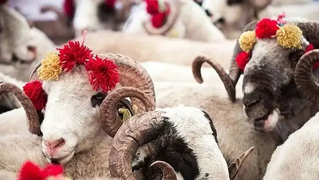 Kurbanlık Satışları Arttı