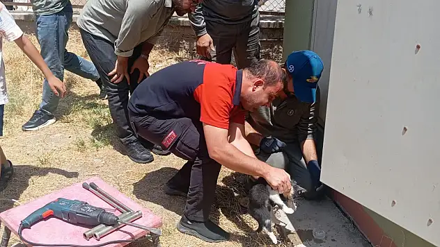 Kurtalan'da Trafo Deliğine Sıkışan Kedi Ekiplerin Çalışmasıyla Kurtarıldı