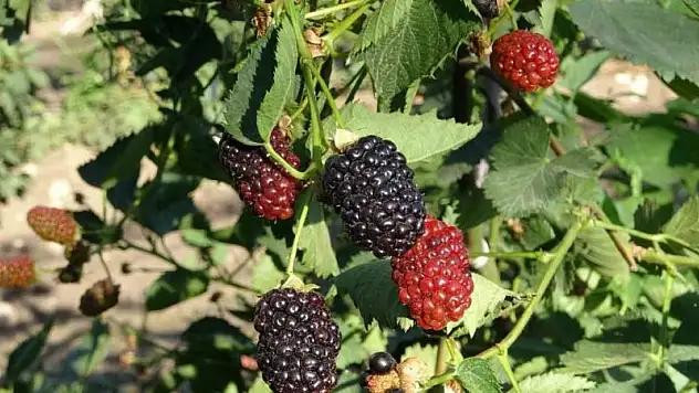 Kurtalan'da Böğürtlen Üretimi Yaygınlaştırılacak