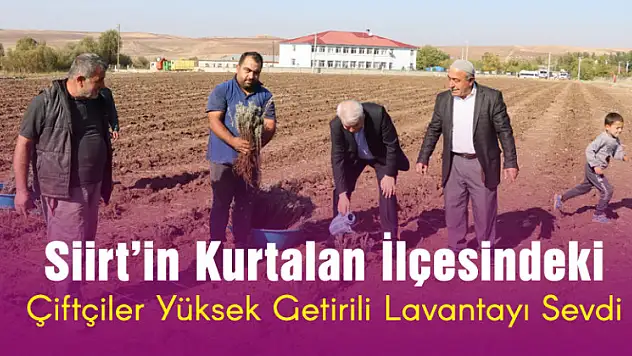 Kurtalan'da Lavanta Üretiminde Artış
