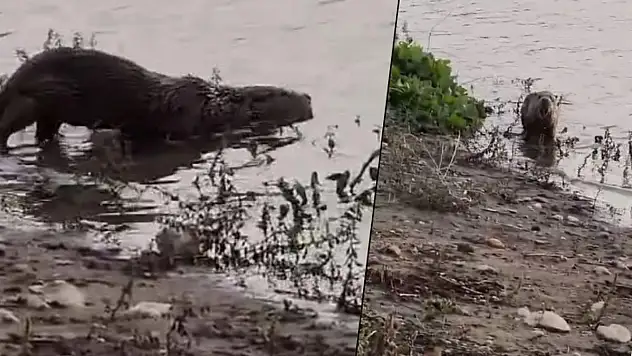 Kurtalan'da Nesli Tükenmekte Olan Su Samuru Görüntülendi