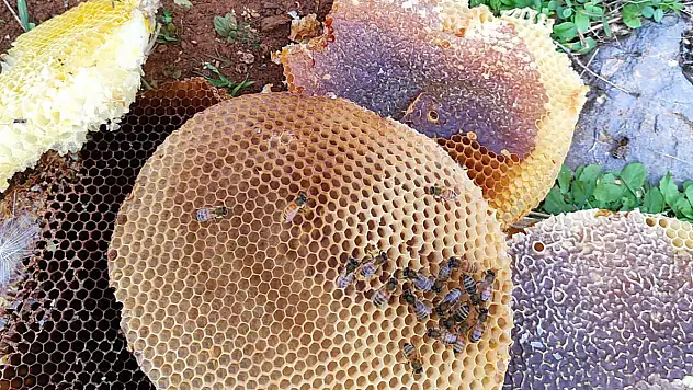 Kurtalan'lı Bal Üreticisi Doğal Kaya Balını 4 Bin TL'den Satıyor