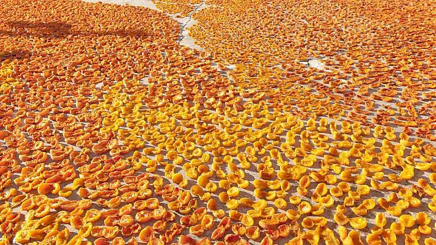 Kuru Kayısı 2023/24 Sezonunu 399 Milyon Dolarlık İhracatla Kapattı