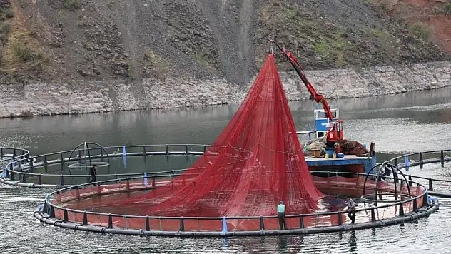 Mezopotamya Somonu Dünyaya Açılıyor: Diyarbakır'dan Global İhracat Başlıyor
