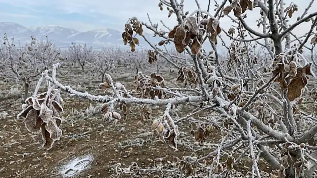 MGM'den Siirt için kritik uyarı: İl merkezi ve tüm ilçelerde kuvvetli zirai don bekleniyor