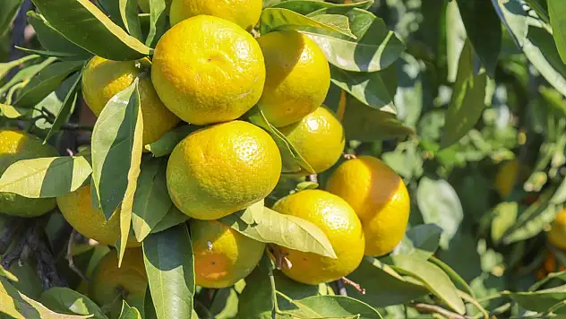 Narenciye Sektörü KKTC'de Görülen Yeşillenme Hastalığının Türkiye'ye Sıçramaması İçin Topyekûn Mücadele İstiyor