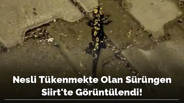 NESLİ TÜKENMEKTE OLAN SÜRÜNGEN SİİRT'TE GÖRÜNTÜLENDİ!