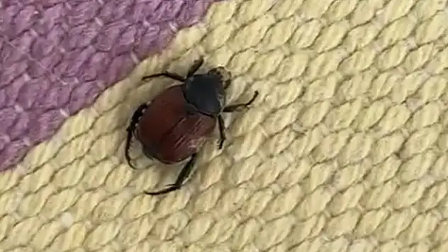 Ölümcül Vakalara Yol Açan Kene, Siirt'te Bir Evde Görüldü