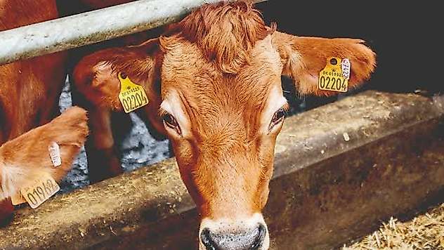 Pervari İlçe Tarım Müdürlüğü'nden Hayvan Sahiplerine Önemli Uyarı: Düşen Küpeleri Bildirin